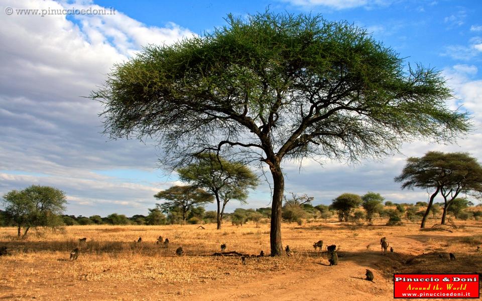 TANZANIA - Tarangire National Park - 24.jpg